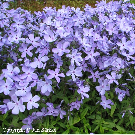 Phlox divaricata